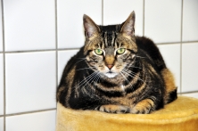 Europäische Hauskatze, adult, getigert