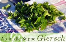 Junge Gierschblätter auf einem Tuch Junge Gierschblätter auf einem Tuch