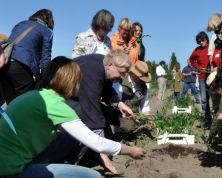 Bantam-Pflanzaktion in der Gärtnerei Sannmann, Mai 2011