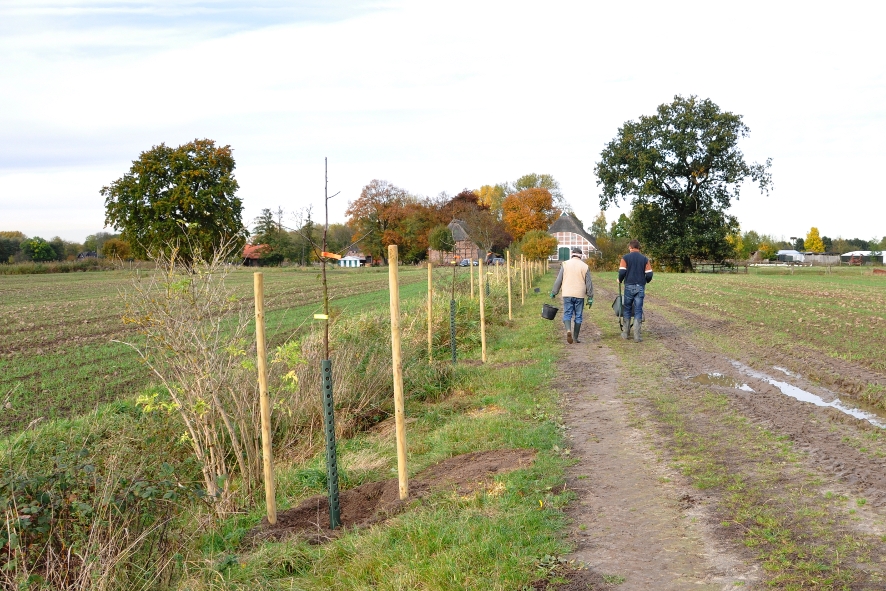 Frisch angepflanzte Streuobst-Halballee in der Ohe, Kirchwerder Frisch angepflanzte Streuobst-Halballee in der Ohe, Kirchwerder