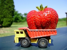 eine große Erdbeere auf einem Spielzeuglaster