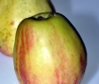 Vierländer Wohlschmecker, alte Apfelsorte Vierländer Wohlschmecker, alte Apfelsorte