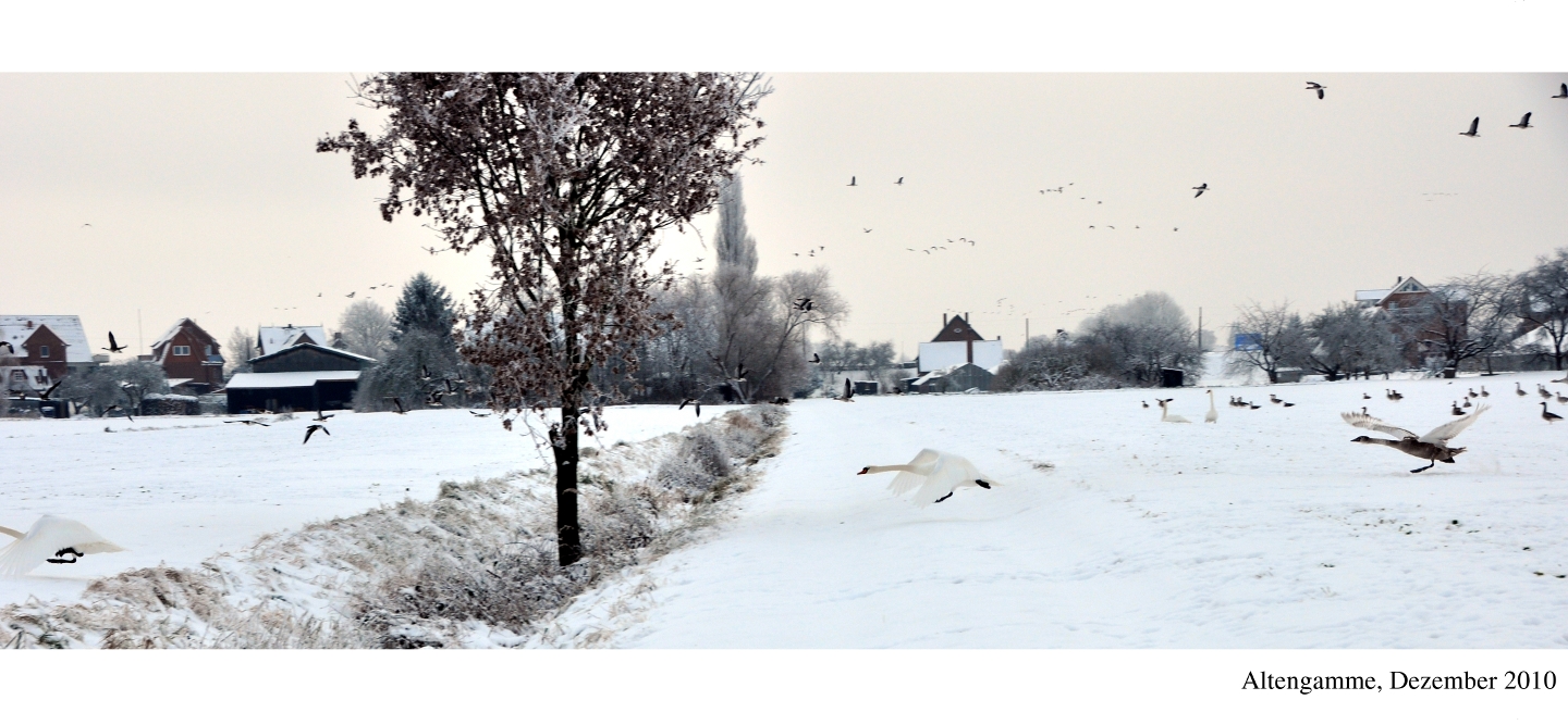 Graugänse, Schwäne, schneebedecktes Feld Graugänse und Schwäne im Winter