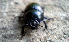 Ein Mistkäfer (Anoplotrupes stercorosus) 