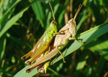 Paarung der Großen Goldschrecke