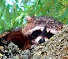 Waschbär (Procyon lotor) Waschbär (Procyon lotor)