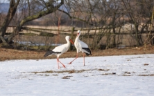 Zwei Weißstörche im Schnee