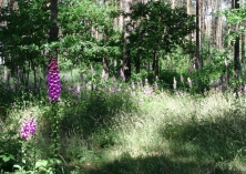 Fingerhut im lichten Mischwald