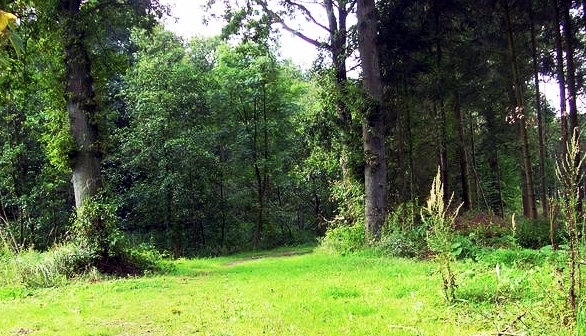 Sachsenwald; Foto »Lauftreff Schwarzenbek«