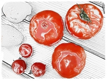 Kleine und große Tomaten  Kleine und große Tomaten (CC-BY C.Schomann)